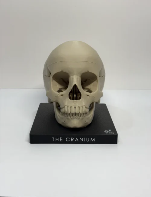 Cranium