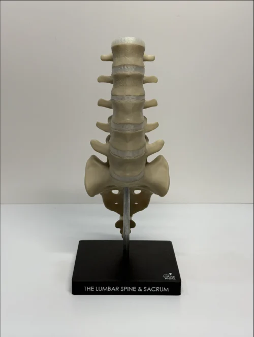 Lumbar Spine & Sacrum