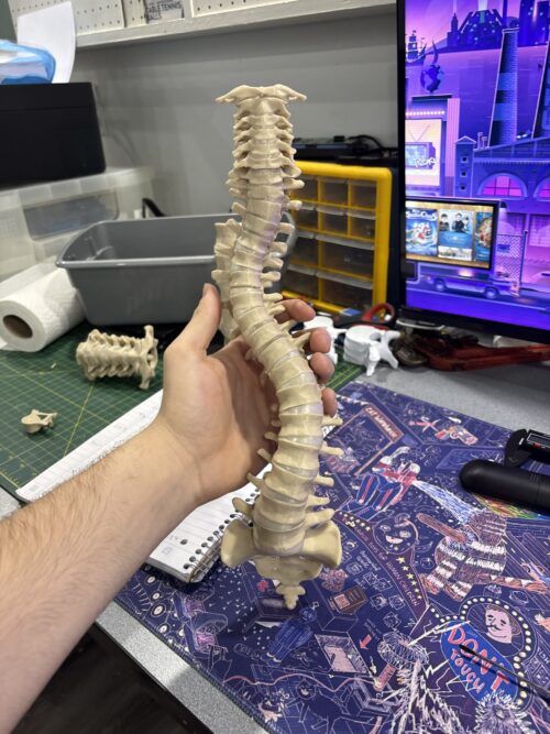 Slinky Spine